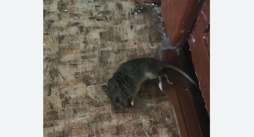 Дезинфекция от мышей в Алачково