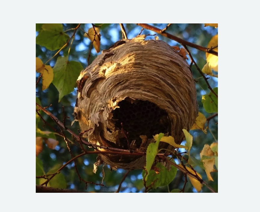 Обработка от шершней в Алачково