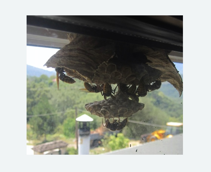 Уничтожение гнёзд шершней в Алачково