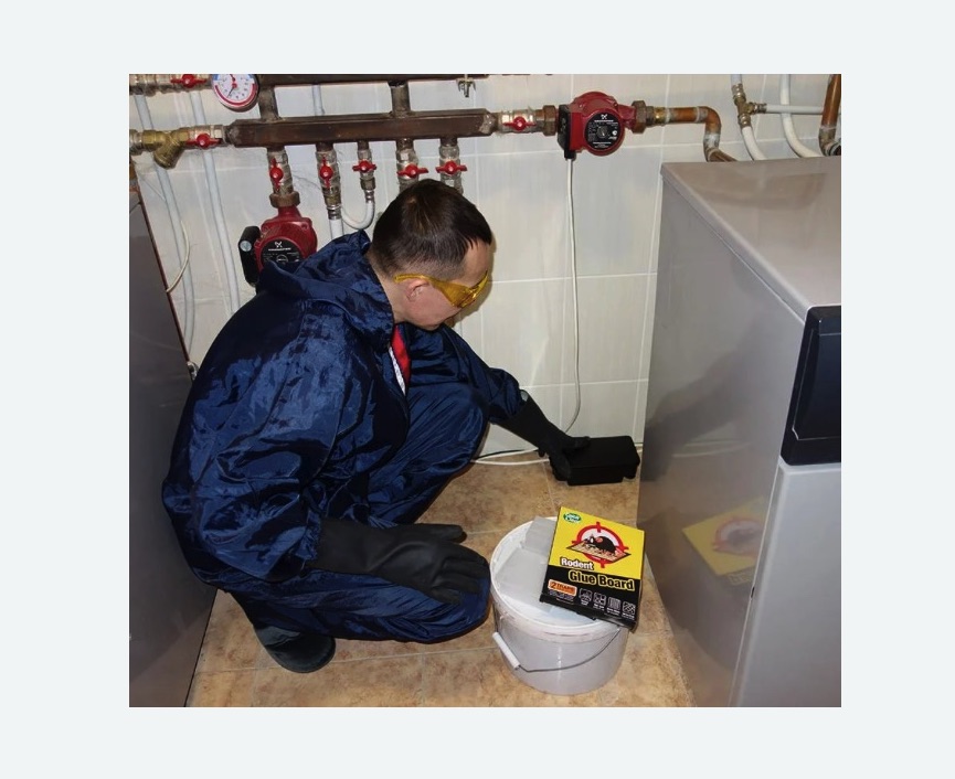 Уничтожение крыс в Алачково