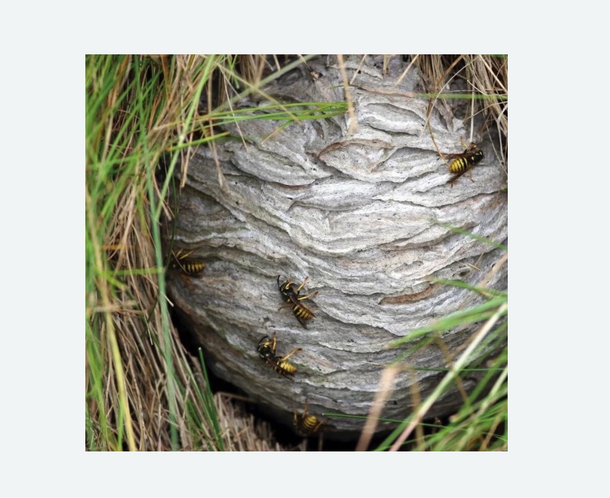 Уничтожение ос и ульев в Алачково